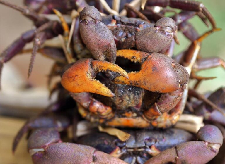 crab-market
